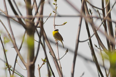 Common Yellowthroat Warbler