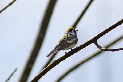 Chestnut-Sided Warbler