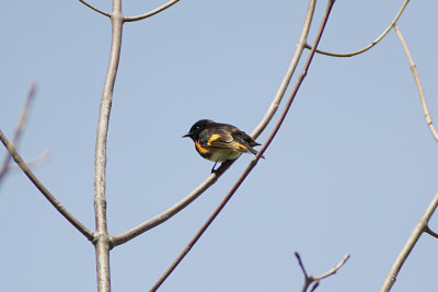 American Redstart (Warbler)