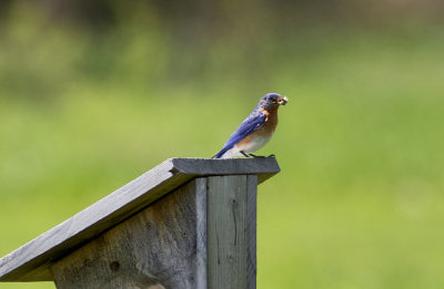 Eastern Blue Bird