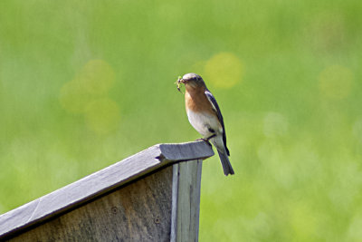 Eastern Blue Bird