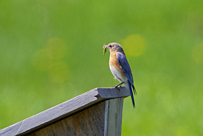 Eastern Blue Bird