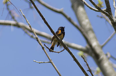 American Redstart (Warbler)
