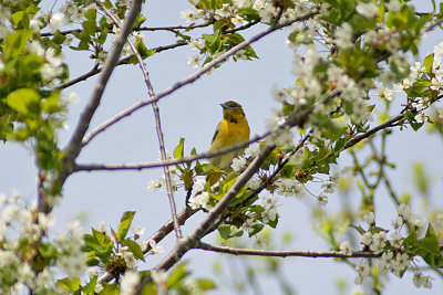 Baltimore Oriole (Female)