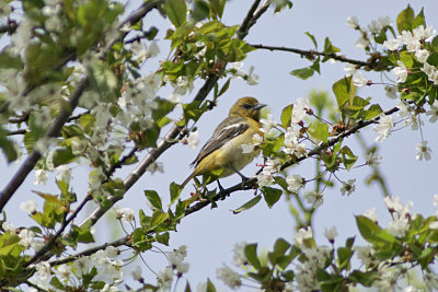 Baltimore Oriole (Female)