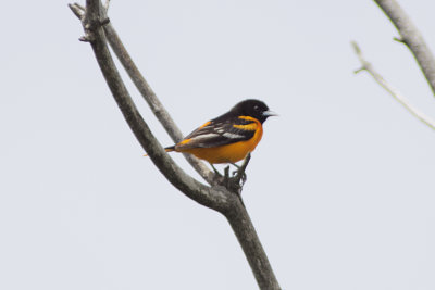 Baltimore Oriole (Male)