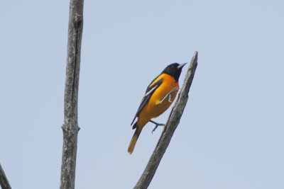 Baltimore Oriole (Male)