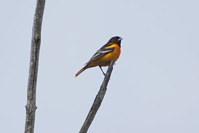 Baltimore Oriole (Male)
