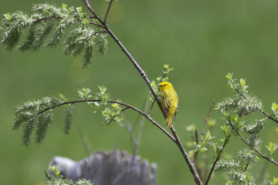Yellow Warbler