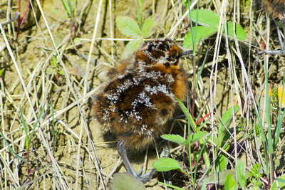  Common Snipe Chick