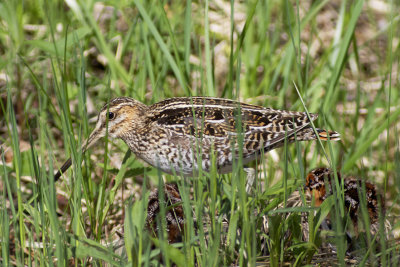 Female Common Snipe and Chicks
