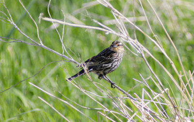 Red Winged Blackbird (Female)