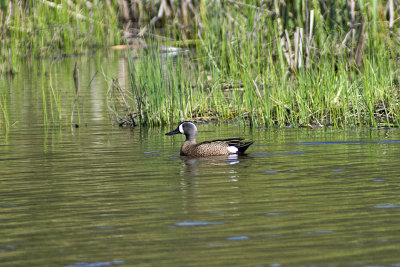 Blue Winged Teal (Male)