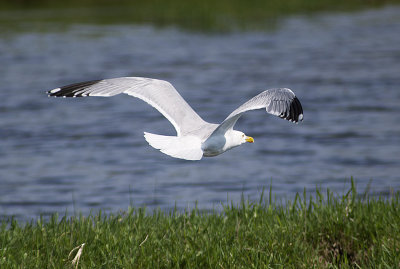 Herring Gull