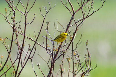Yellow Warbler (Male)