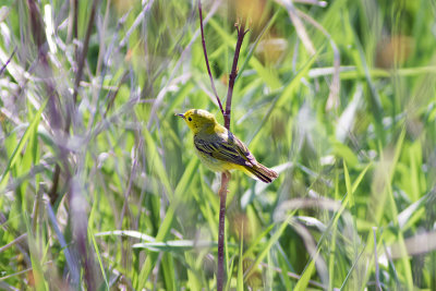 Yellow Warbler (Female)