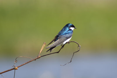 Tree Swallow
