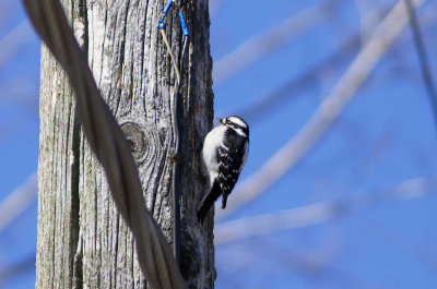 Downy Woodpecker (Female)