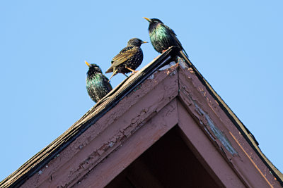 Common/European Starling