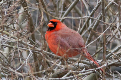 Early Spring Bright Spot - Northern Cardinal