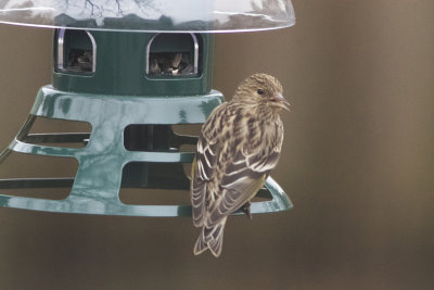 Pine Siskin (Finch)