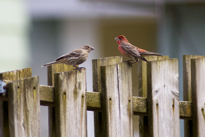 Female and Male House Finches