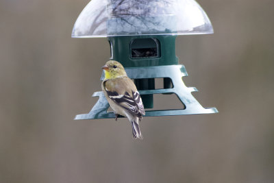 American Goldfinch Transitioning from Winter to Summer Plumage