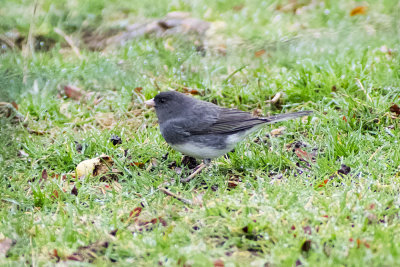 Dark-eyed Junco