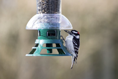 Male Downy Woodpecker