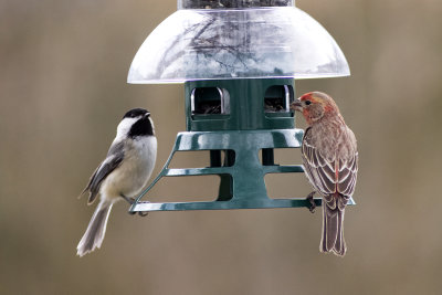 Buddies? Black-capped Chickadee and House Finch