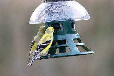 Mirror Image American GoldFinches on Backyard Feeder