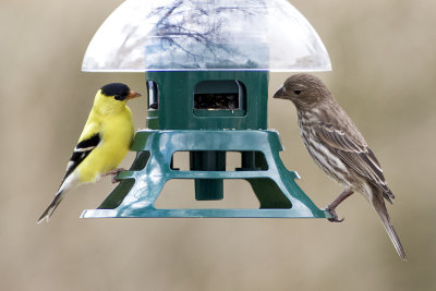 American Goldfinch and Female House Finch
