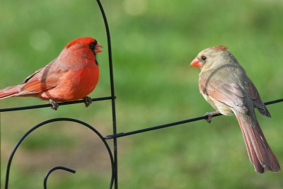 Male and Female Northern Cardinals