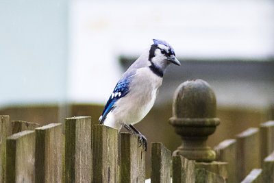 Blue Jay Finery