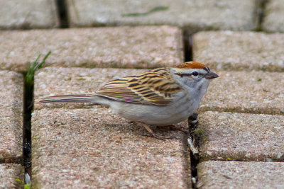 Chipping Sparrow