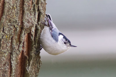 White-breasted Nuthatch