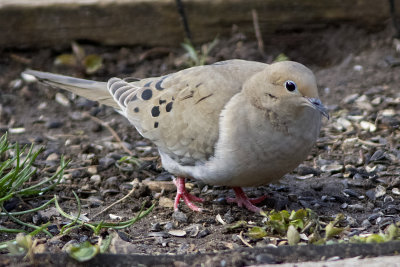 Mourning Dove