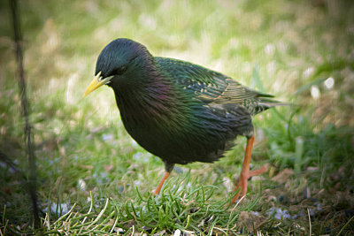 European Starling