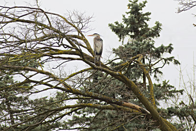 Great Blue Heron