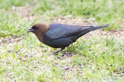 Brown-headed Cowbird