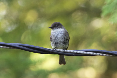 Eastern Phoebe