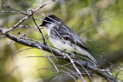Eastern Phoebe