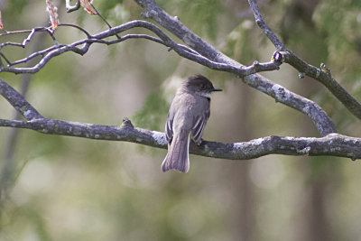 Eastern Phoebe