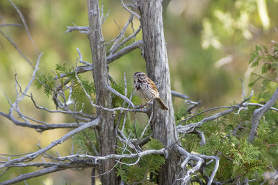Song Sparrow 