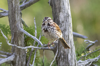 Song Sparrow 