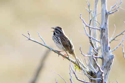 Song Sparrow 
