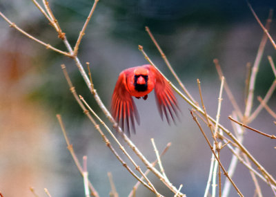 Northern Cardinal in Flight