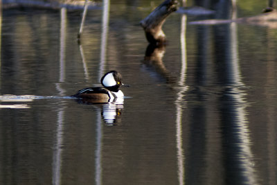 Hooded Merganser (Male)