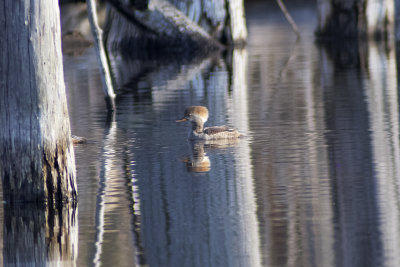 Hooded Merganser (Female)