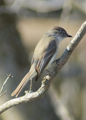 Eastern Phoebe